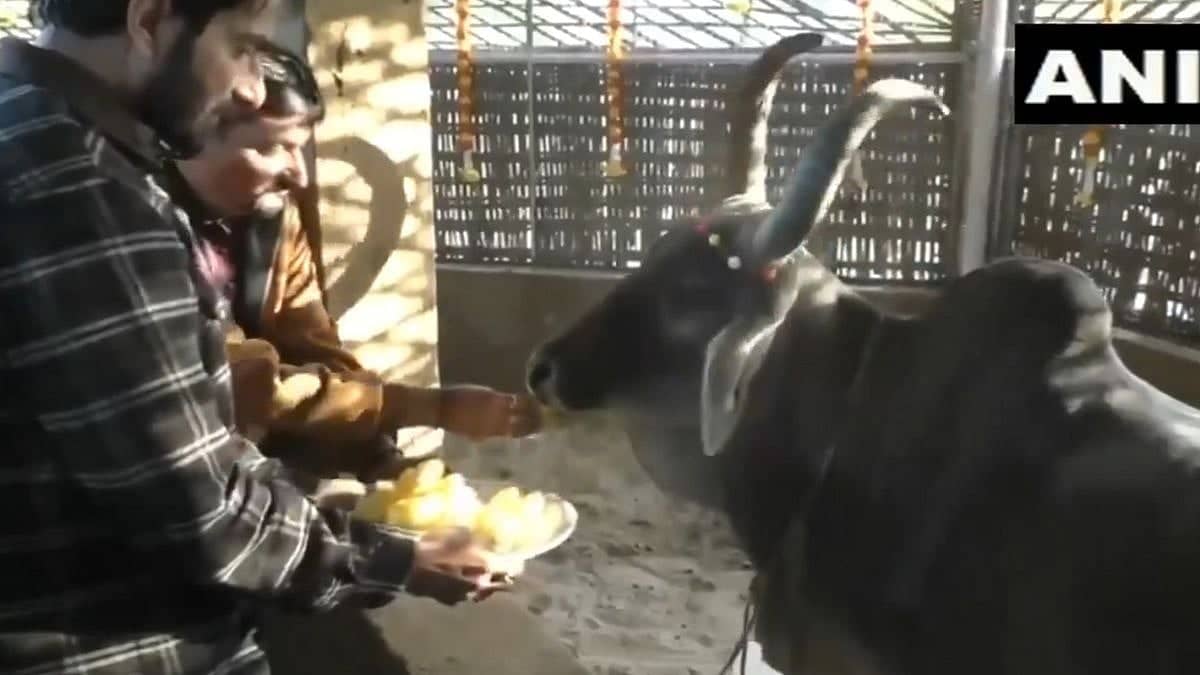 Sonu Sood Da Varahi Gaushala Vich Khaas Visit Te Daana