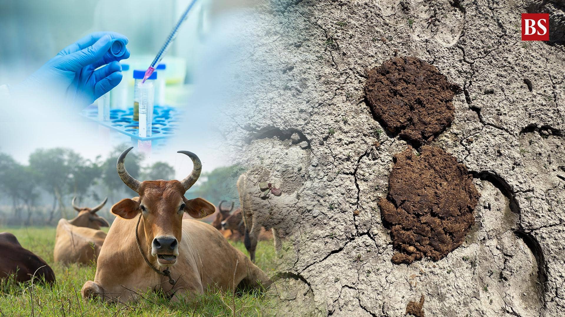 Cow Dung and Cancer: A Bold Experiment or a Big Joke?