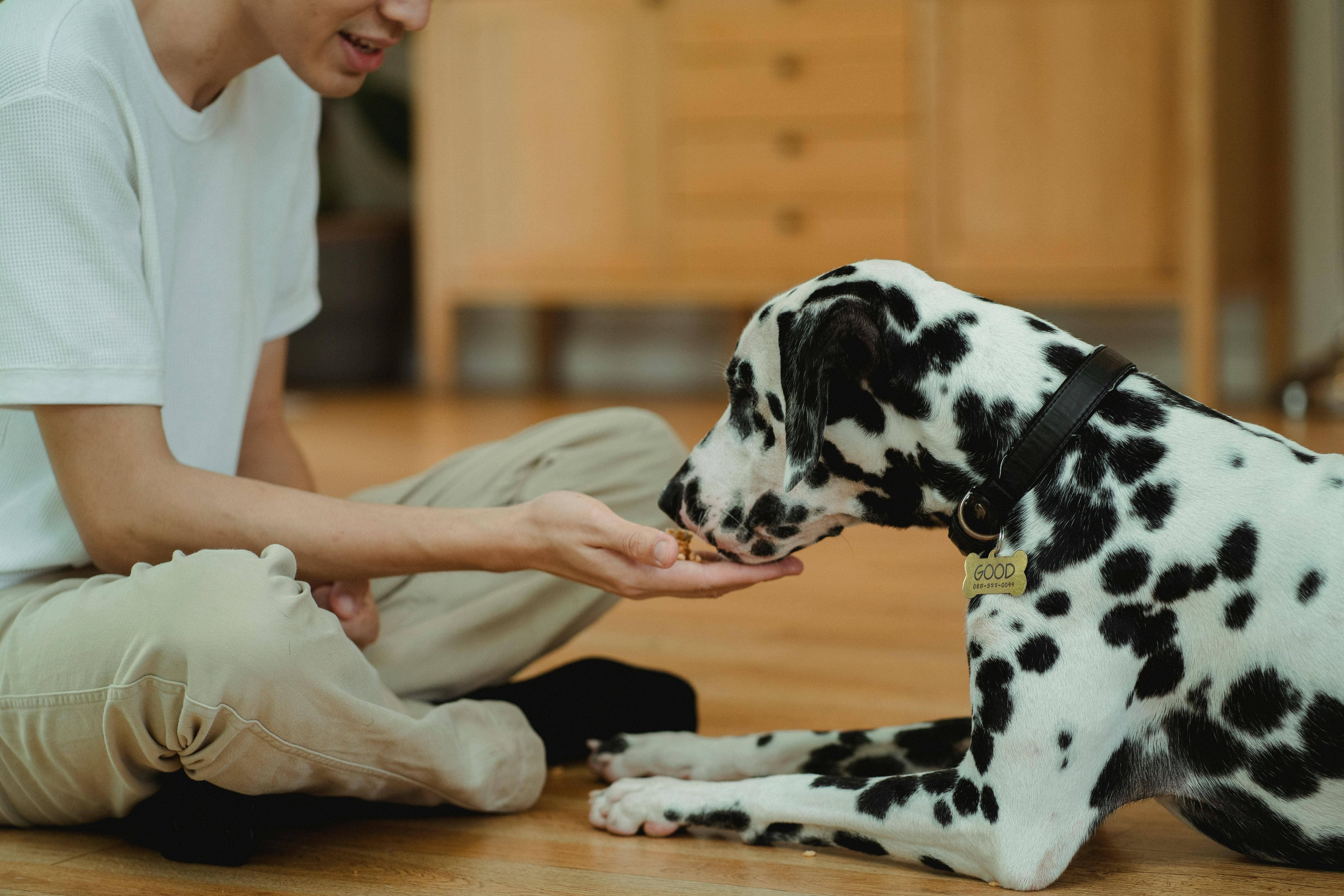 Canine Cancer Detectives: Sniffing Out a Game Changer!