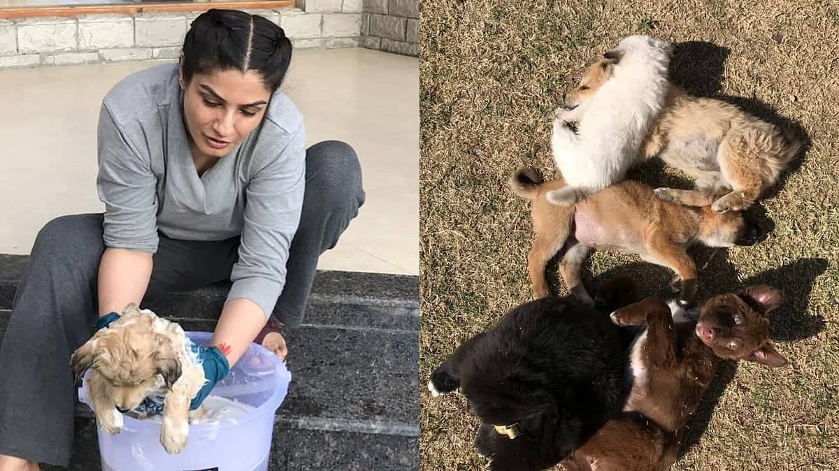 Raveena Tandon Ka Puppy Rescue: Manali Mein Kya Dhamaka Hai!