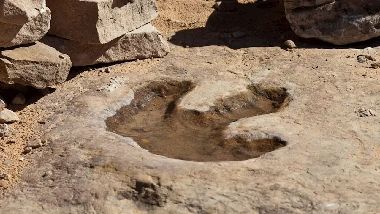 China's Slowpoke Dinosaur Footprints Surprise Scientists