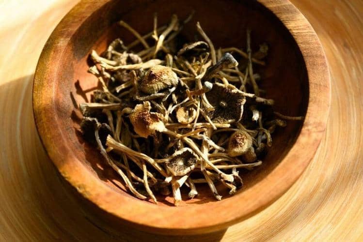 North Carolina Lawmakers Go Big for Psychedelic Research