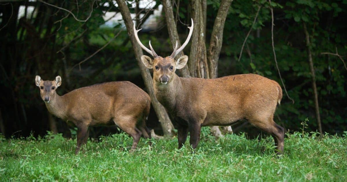 Hog Deer Spotted Between Blayney and Yass Sparks Concerns