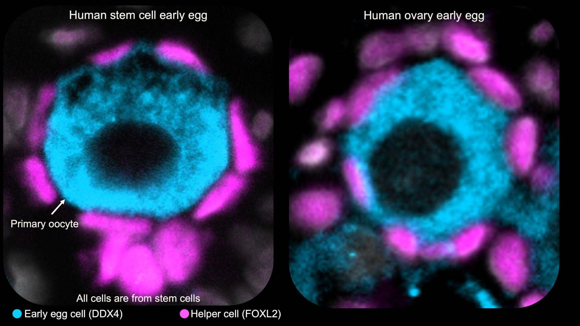 Berkeley Startup Makes Human Egg Cells From Stem Cells