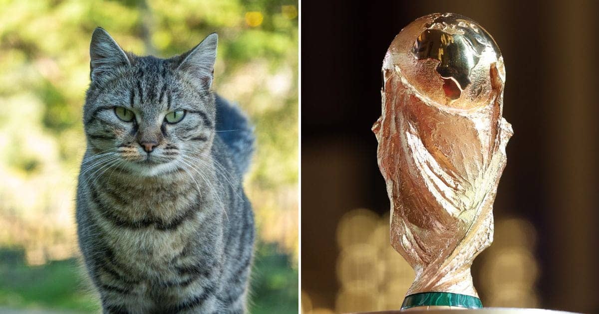 Commentator's Cat Story Adds Humor to World Cup Match