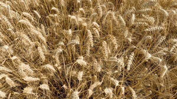Australian Farmers Struggle as Wheat Prices Go Haywire!