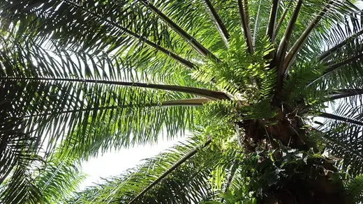 Growing Ideas: The Fun at the International Planters Conference