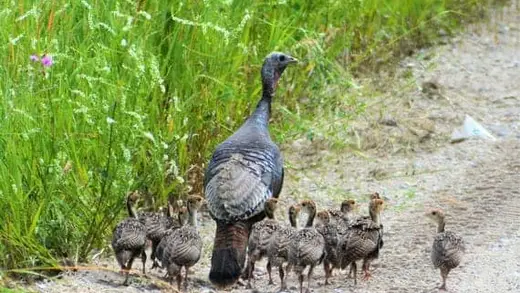 Join Maine's Wild Turkey Watch Party This August