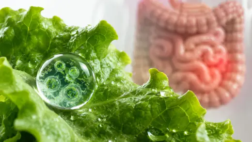 US cyclospora outbreak: Why a treatable infection has turned deadly