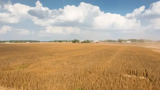 Illinois Ke Kisaan Soybeans Se Naye Ideas Dhoondh Rahe Hain