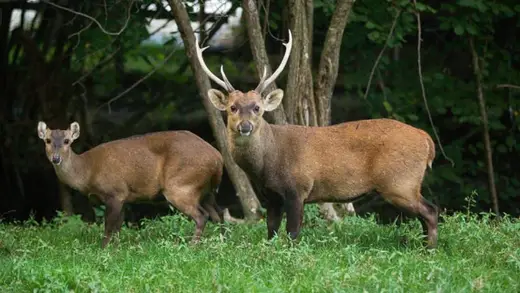 Hog Deer Takes a Trip to New South Wales, Farmers Worry