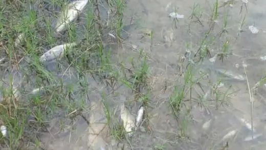 Zambia's Toxic Spill: One Year Later, Still a Big Mess