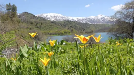 Tulips' Roots Uncovered: Central Asia, Not Just One Nation