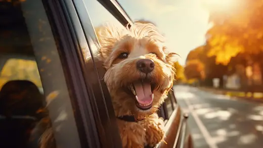 Pet Insurance in India: Key Tips Before You Buy