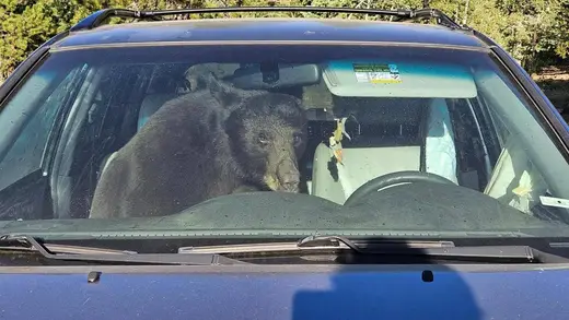 Bears on a Snack Quest Crash Boulder Neighborhoods