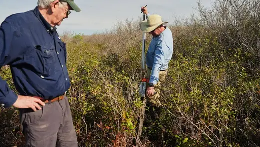 North Carolina's Eco-Warriors Unite to Save Peatlands