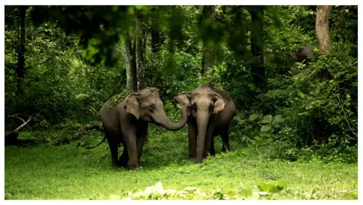 Pilgrimage, wildlife: India's tourism wave is creating new real estate bets