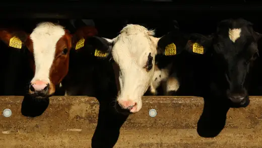 First Human Case Of Shamonda Virus Spotted In France