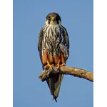 Falcons