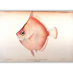 Victoria Borodulina